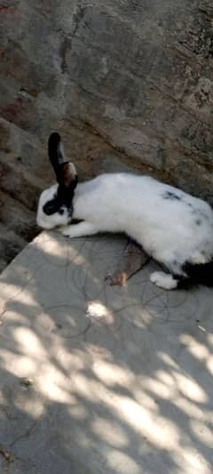 male and female rabbits age. 8 months