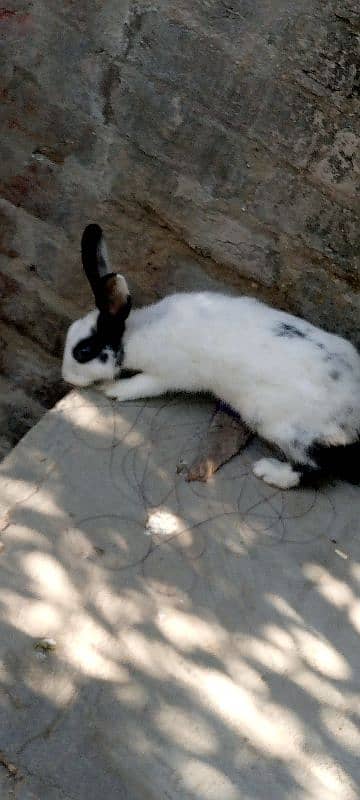 male and female rabbits age. 9 months 1