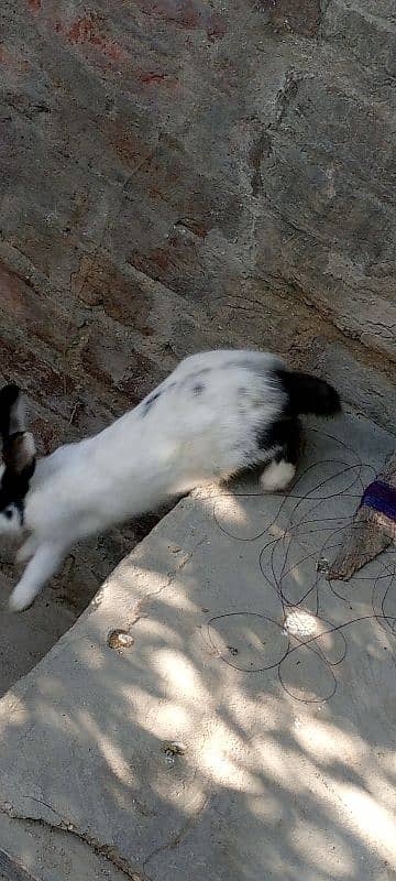 male and female rabbits age. 9 months 2