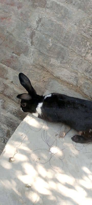 male and female rabbits age. 9 months 3