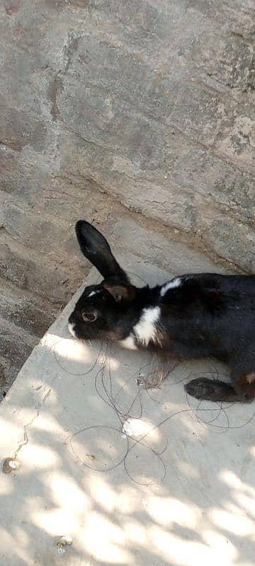 male and female rabbits age. 9 months 5