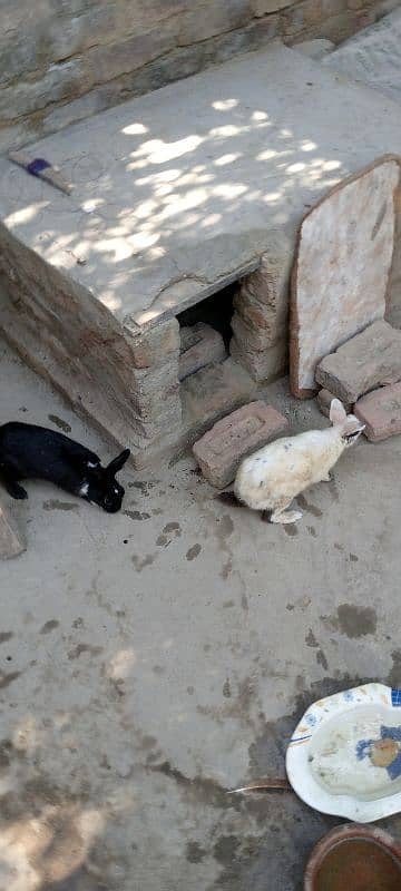 male and female rabbits age. 9 months 7