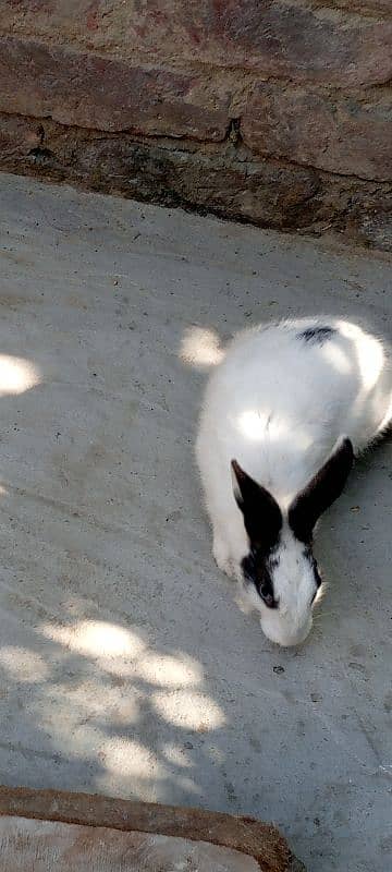 male and female rabbits age. 9 months 8