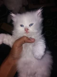 persian kitten