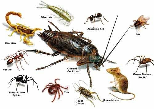 Deemak Control, Fumigation Service, Pest Control, Termite Control/PEST 7