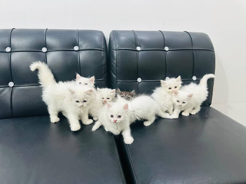 PETSIAN KITTENS / TRIPLE COATED /PUNCH FACE/ SEMI PUNCH / FOR SALE 0