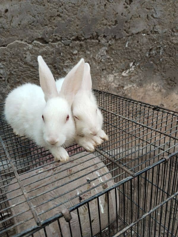 white bunnies 0