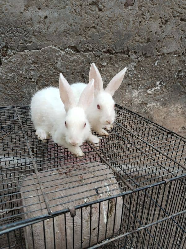 white bunnies 1