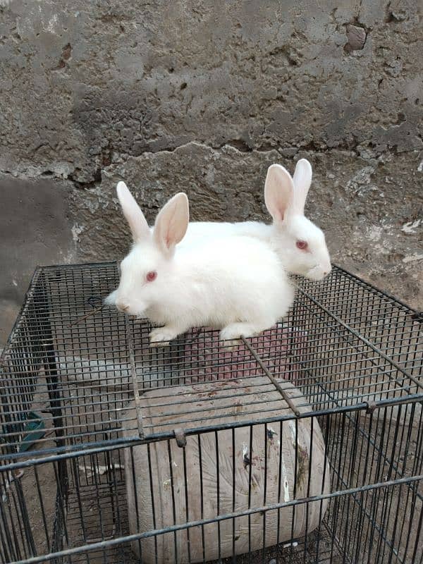 white bunnies 2