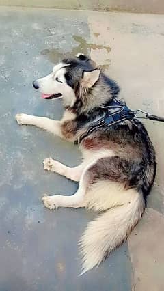 siberian husky for sale 1.9 years age