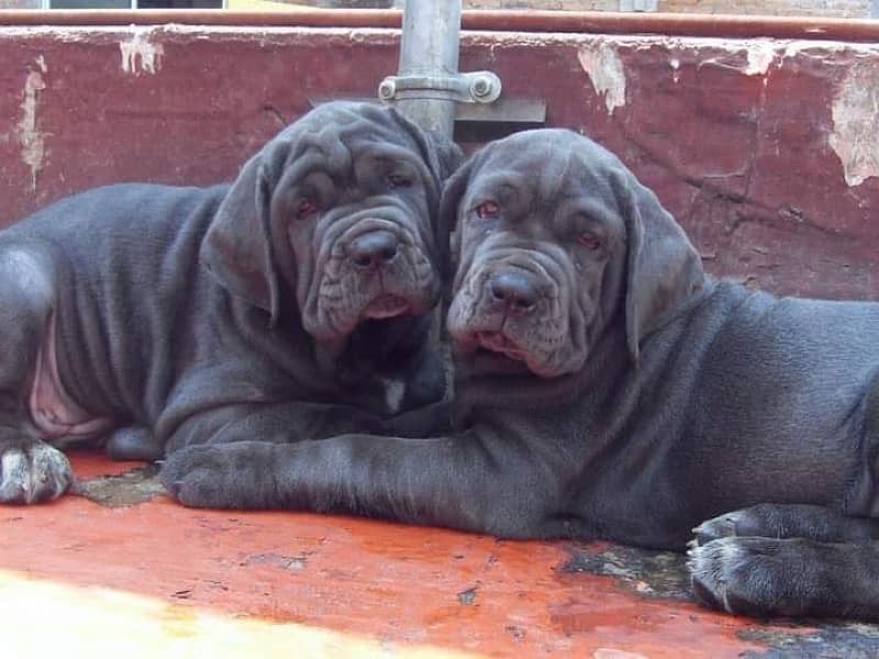 Neapolitan mastiff imported pedigree microchipped puppies available 0