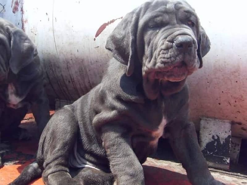 Neapolitan mastiff imported pedigree microchipped puppies available 2