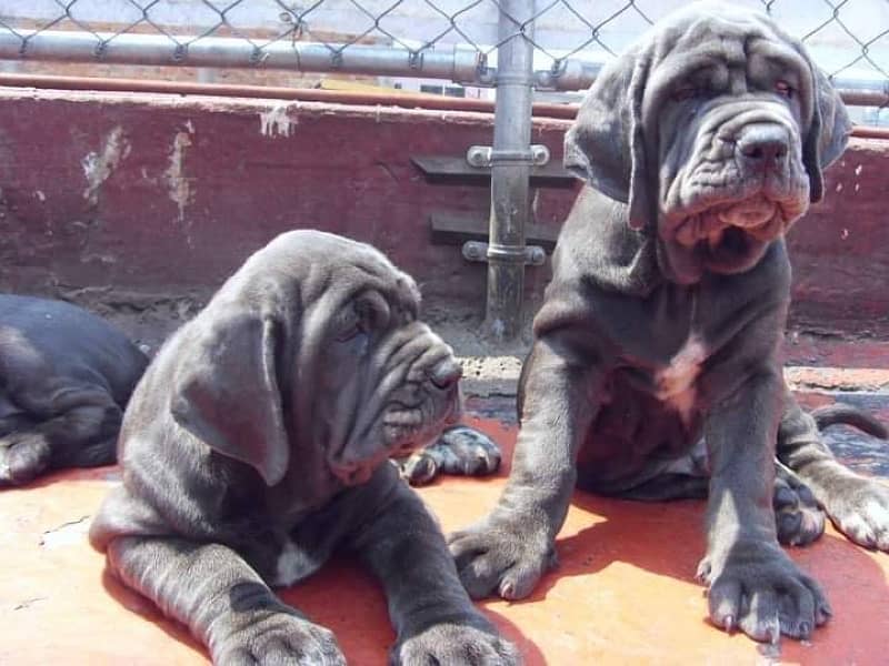 Neapolitan mastiff imported pedigree microchipped puppies available 3