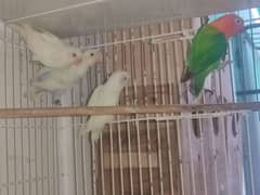 love birds with cage 10 portion &4 portion