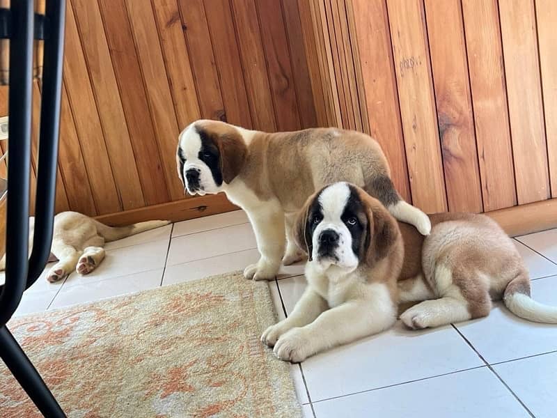 Saint Bernard pedigree imported puppies available for sale 2