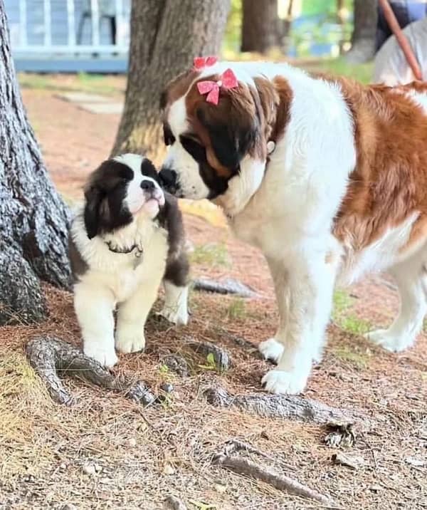 Saint Bernard pedigree imported puppies available for sale 3