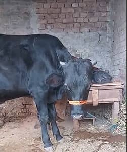 desi wacha / black bull / cow / male wacha / wachera for sale 0