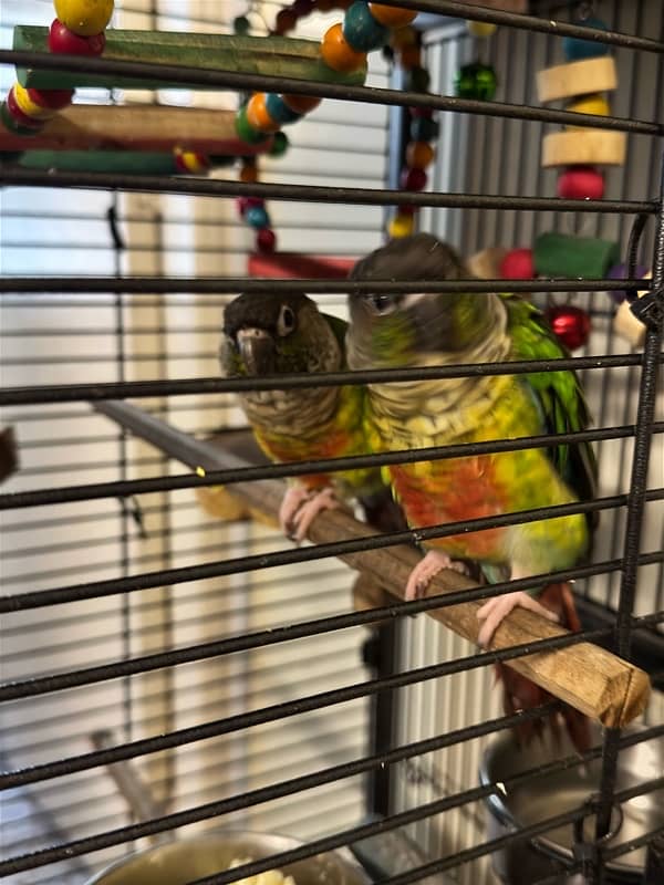 Green Cheek Conure Red factor 1