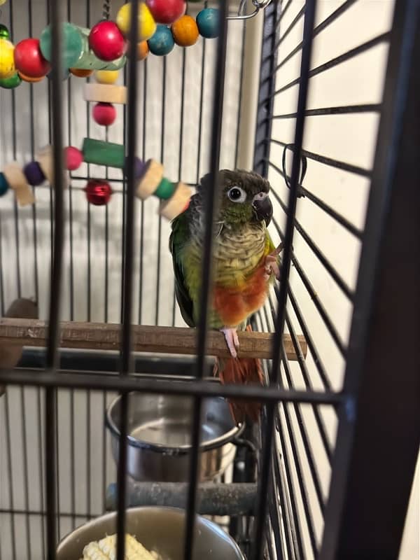 Green Cheek Conure Red factor 2