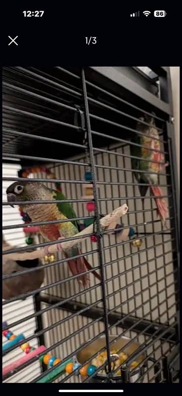 Green Cheek Conure Red factor 6