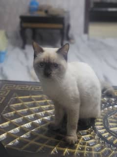 cute cat for sale price 22000