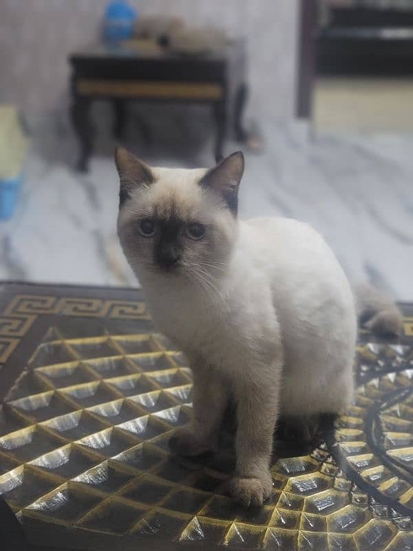 cute cat for sale price 22000 0