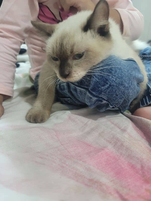 cute cat for sale price 22000 2