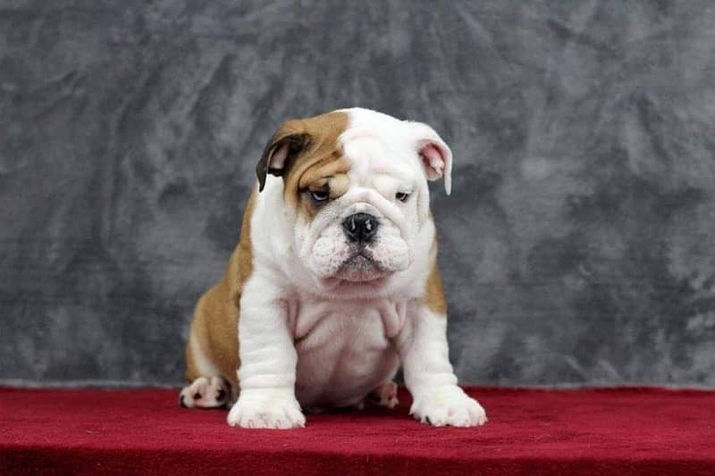 English bulldog imported pedigree with microchipped puppy available 1