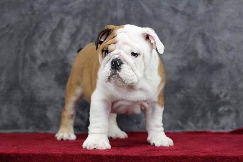 English bulldog imported pedigree with microchipped puppy available 2