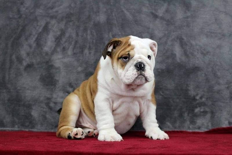 English bulldog imported pedigree with microchipped puppy available 3