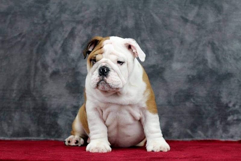 English bulldog imported pedigree with microchipped puppy available 4