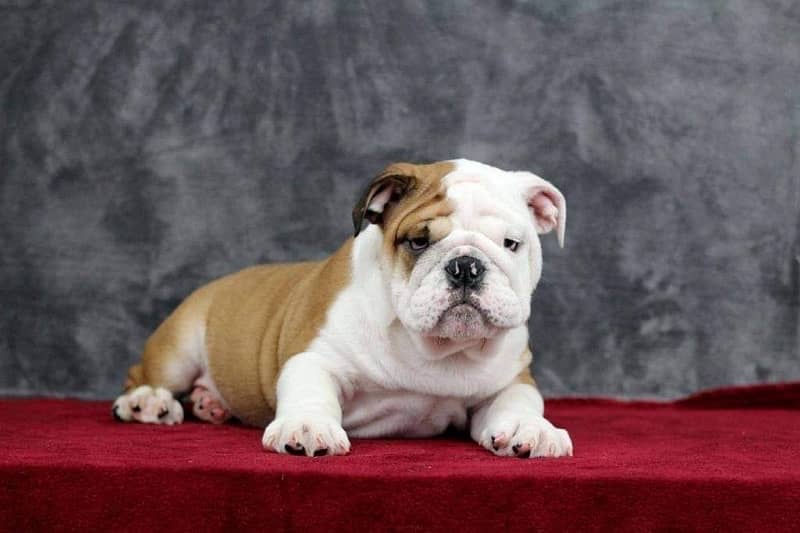 English bulldog imported pedigree with microchipped puppy available 5