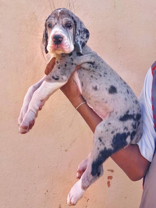 Great Dane imported puppies available in Pakistan for sale 1