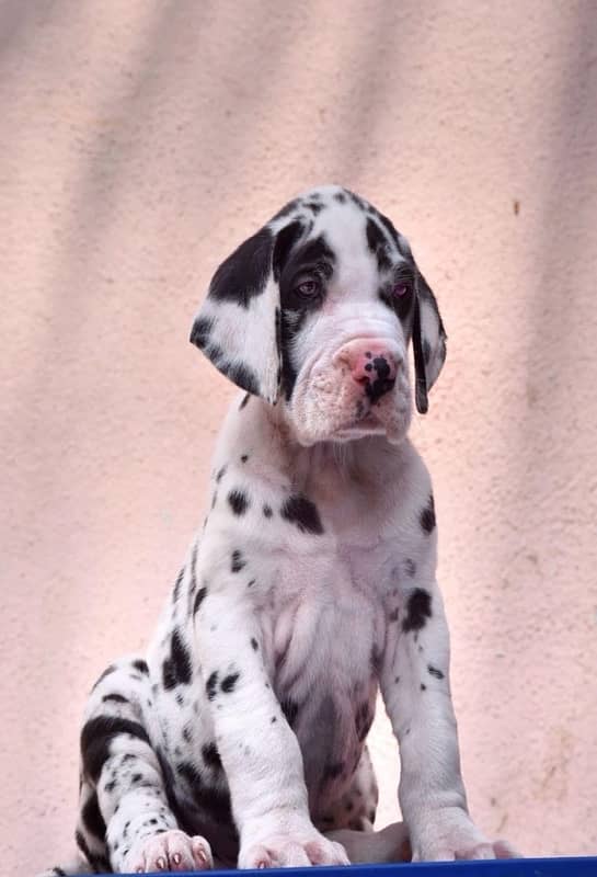 Great Dane imported puppies available in Pakistan for sale 3