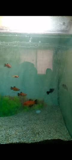 Red Platy