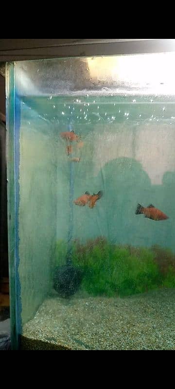 Red Platy 1