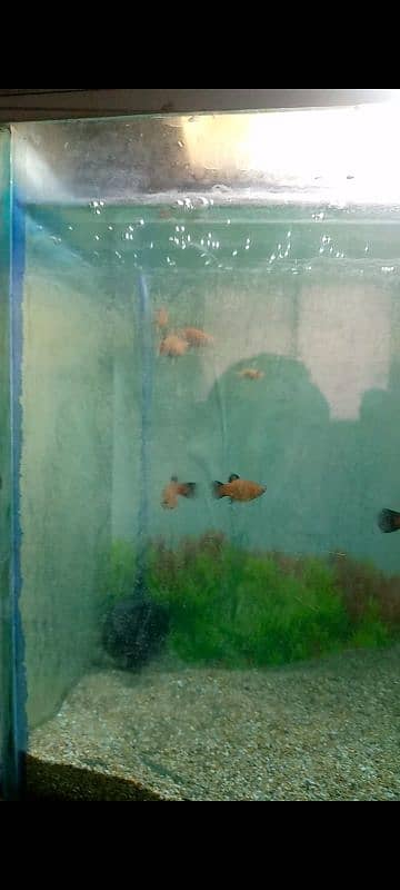 Red Platy 2