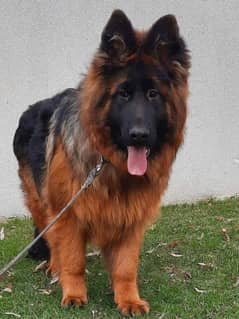 German shepherd 26 months old confirmed breeder female