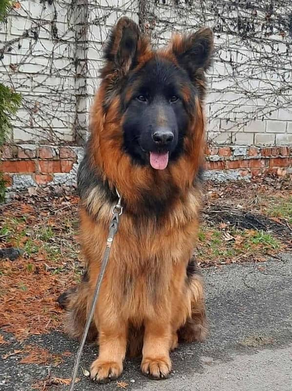 German shepherd 26 months old confirmed breeder female 1