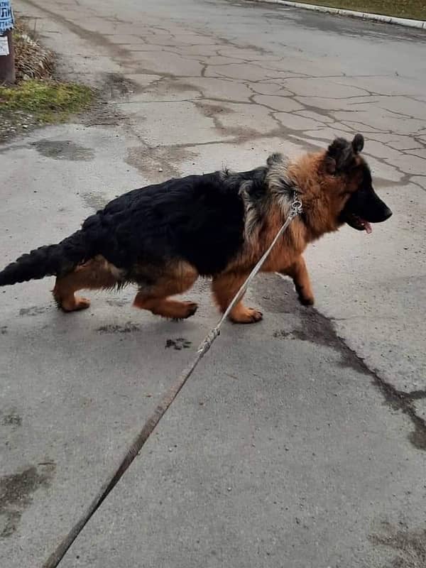 German shepherd 26 months old confirmed breeder female 3