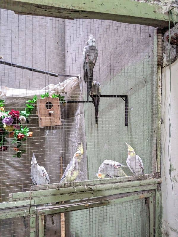 parrots 0