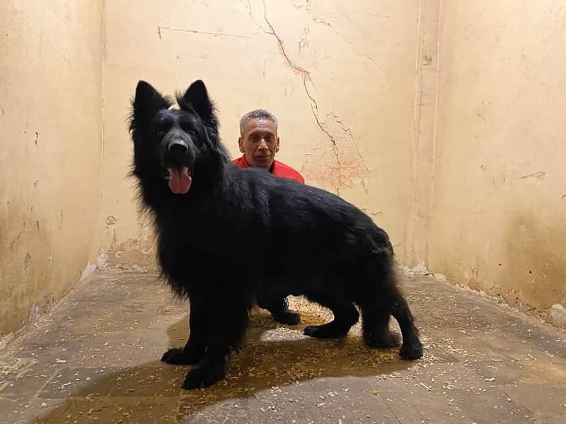 German shepherd black adult male confirmed stud male 1