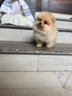 Pomeranian