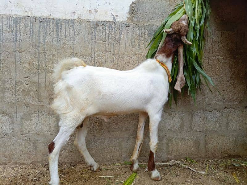 Breeder Quality Gulabi Ablak bacha 1