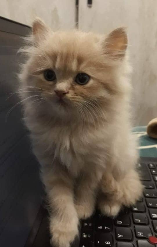 Parsian kitten triple coat for sale 0