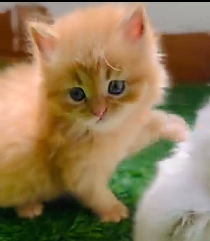 Parsian kitten triple coat for sale 1