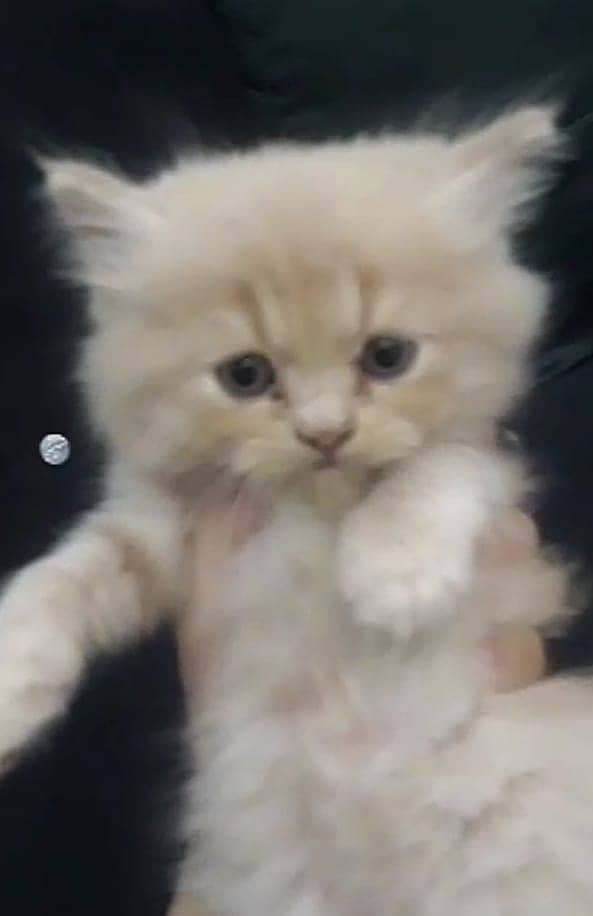 Parsian kitten triple coat for sale 2