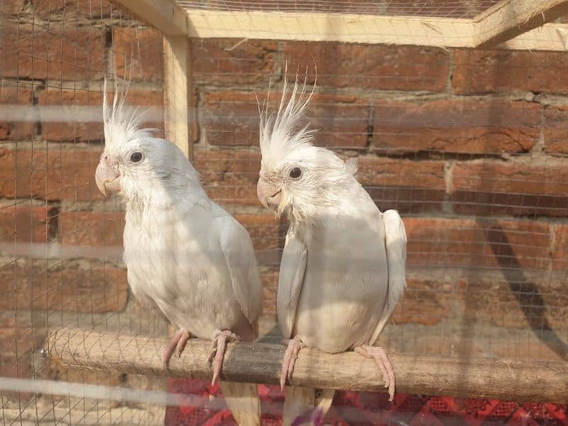 I am selling in 2 pair  eno withe Cockatiel With Cage 0