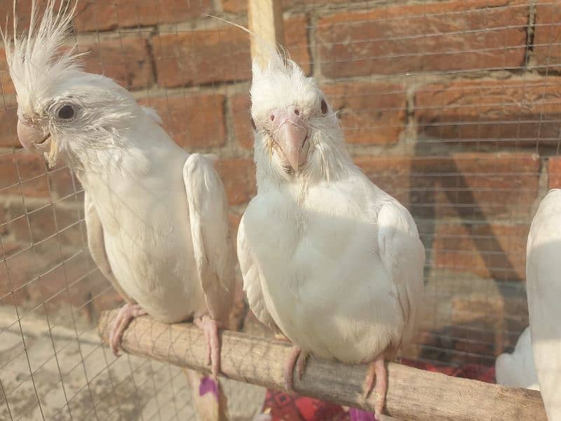 I am selling in 2 pair  eno withe Cockatiel With Cage 1