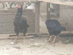 black hen pair+ desi murgha